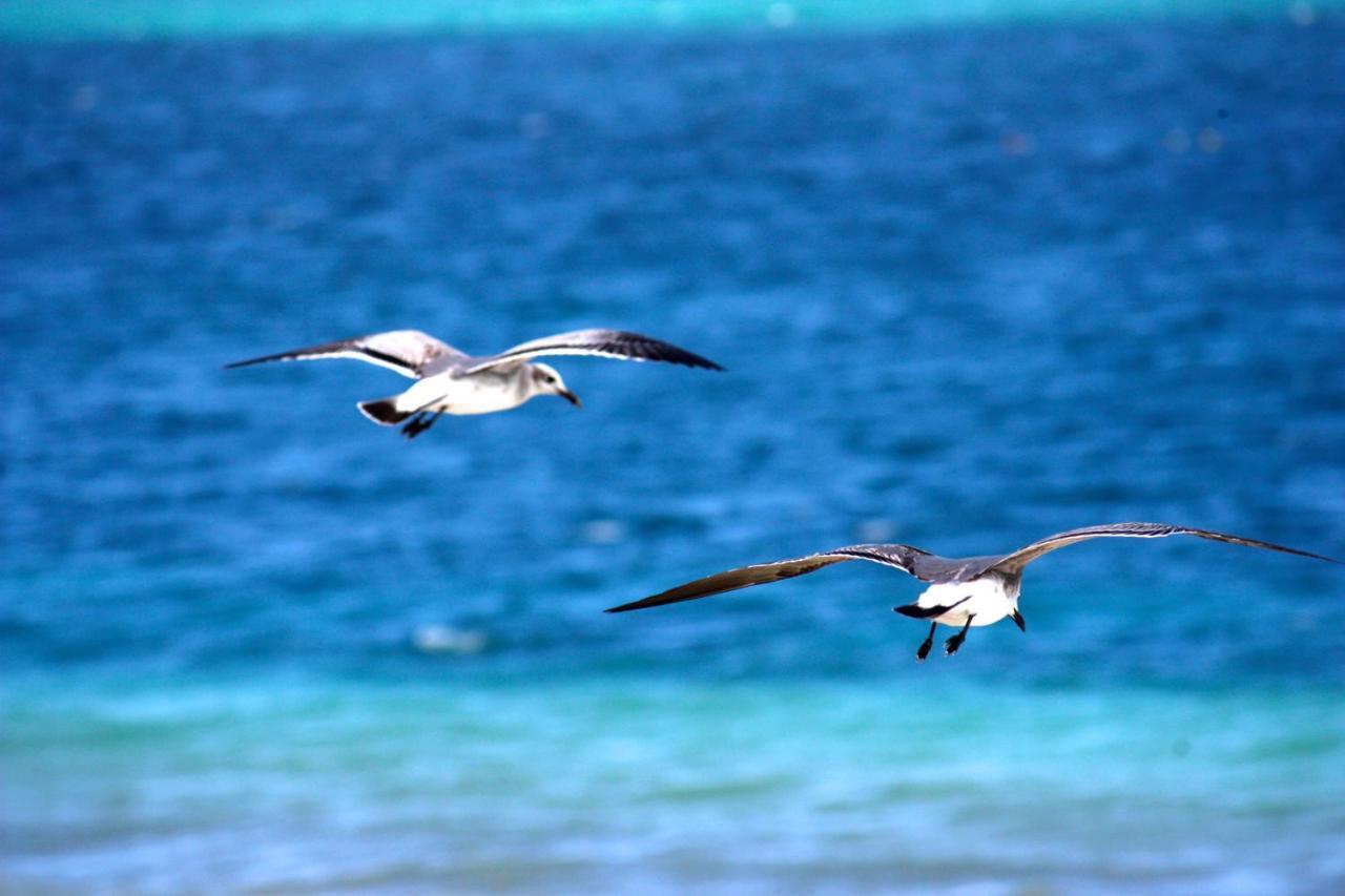 Casa Brisa Y Mar Villa Puerto Morelos Kültér fotó